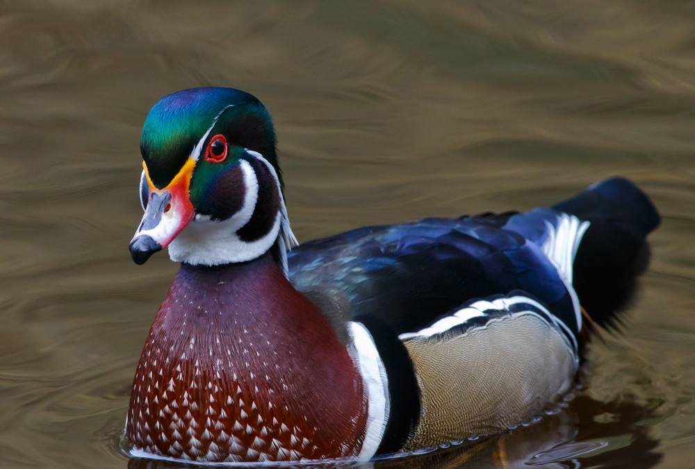 Northern Wood Ducks, Water  nesting, color, habitat   Water Fowl Habitat Management Issues