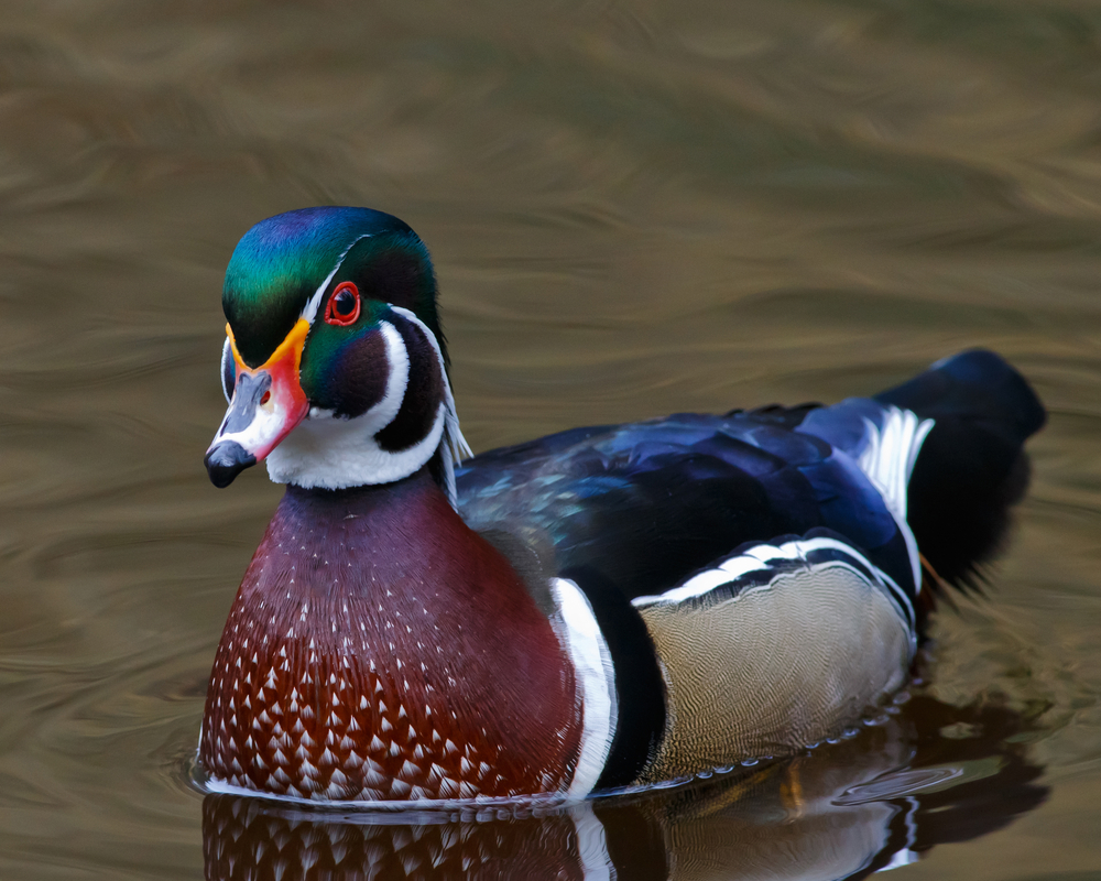 Northern Wood Ducks, Water  nesting, color, habitat   Water Fowl Habitat Management Issues