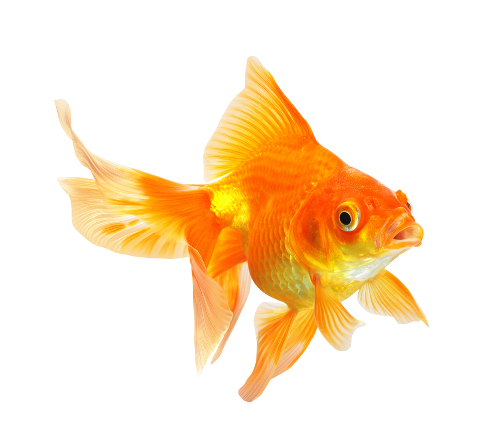 Goldfish, Water Quality  movement, color, fish health  Ornamental and Native Fish Collection issues