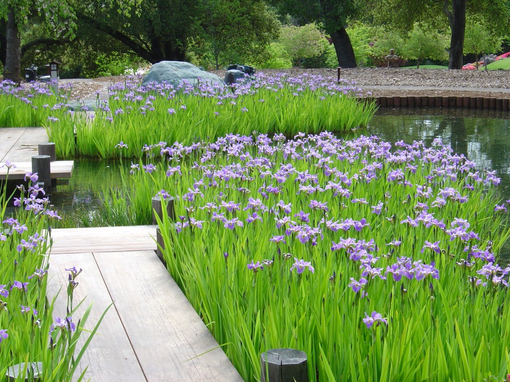 Iris, Color, Water, Maintenance  native blue iris plantings  Woodside Residence, Ron Herman, FASLA