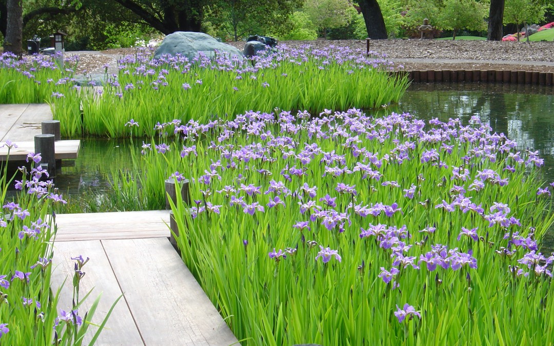 Iris, Color, Water, Maintenance  native blue iris plantings  Woodside Residence, Ron Herman, FASLA