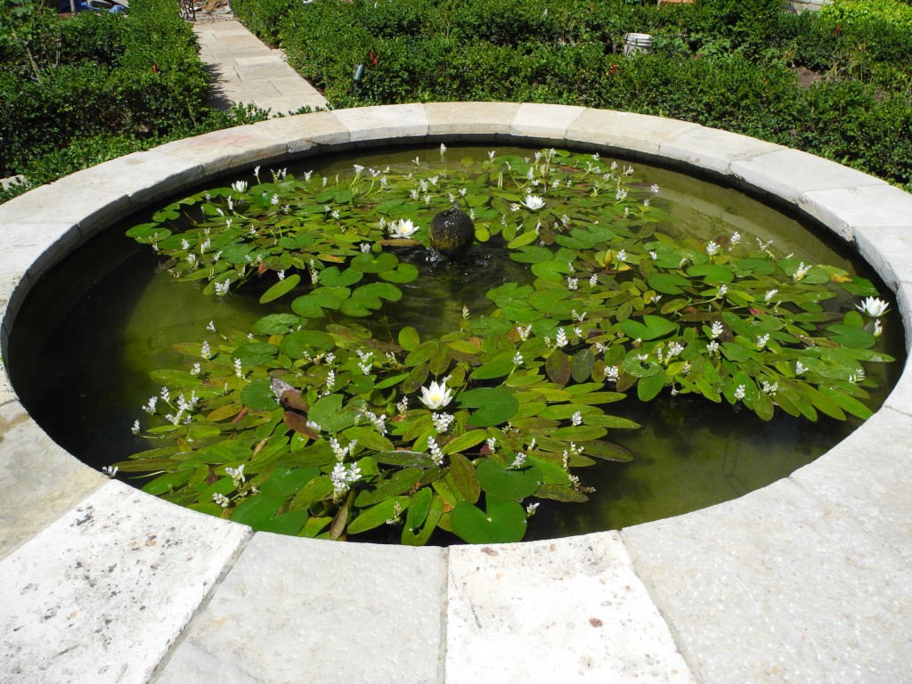Water Lily/Water Hawthorne aquatic plantings/color   Piedmont Residence, Paul Cowley, ASLA
